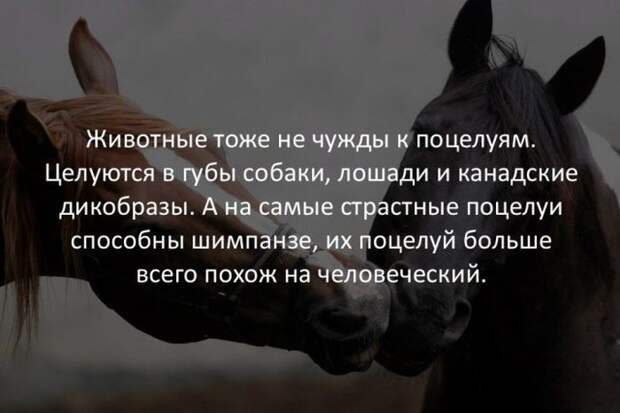 Интересные факты обо всем на свете