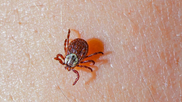 Врач Жемчугов: укусившего человека клеща нужно отнести в лабораторию