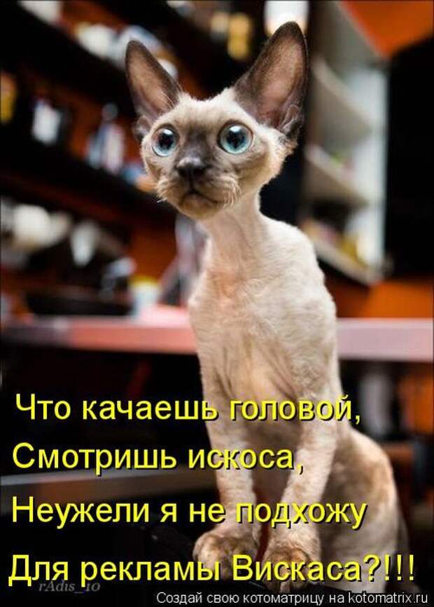 Лучшие котоматрицы недели Лучшие котоматрицы недели