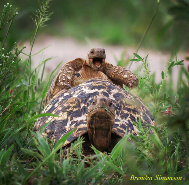 comedy-wildlife-photography-awards-2016-12-57f103b4d465c__880