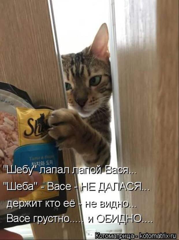 Лучшие котоматрицы недели (50 фото)