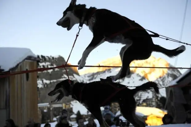 Plemeno husky (34 fotografií)