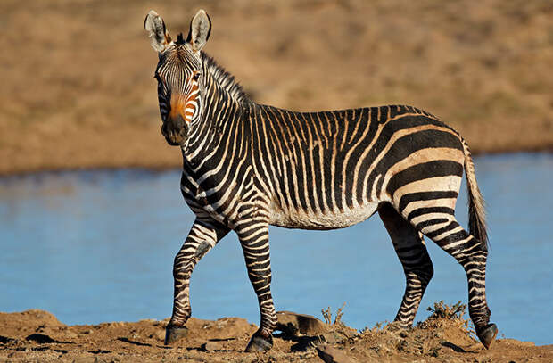 Какого цвета зебра и зачем ей полоски