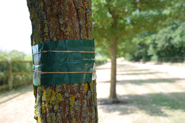 Ловчий пояс для плодового сада: эффективная защита от вредителей своими руками