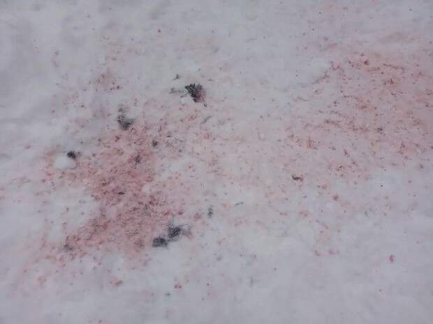 Под деревней в Сыктывдинском районе волки разорвали собаку