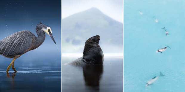 Грустная цапля и дерзкая синица: 9 красивых кадров дикой природы с фотоконкурса музея Отаго