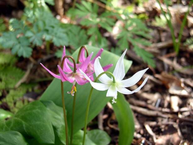 e001 (700x525, 72Kb)