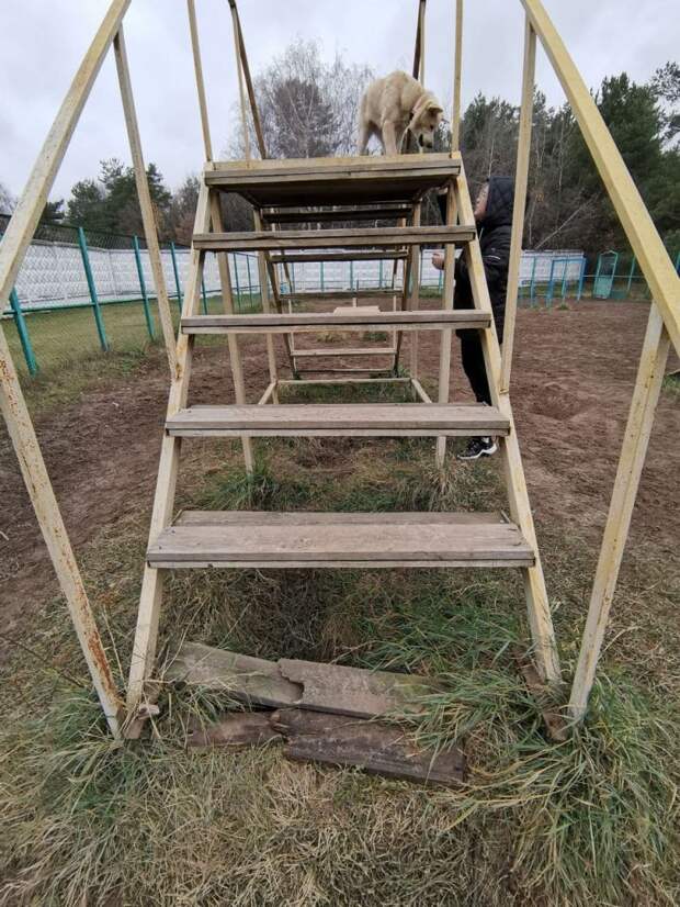 Вышку на собачьей площадке у Жулебинского лесопарка отремонтировали — Жилищник