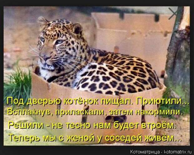Котоматрицы(картинки с надписями)