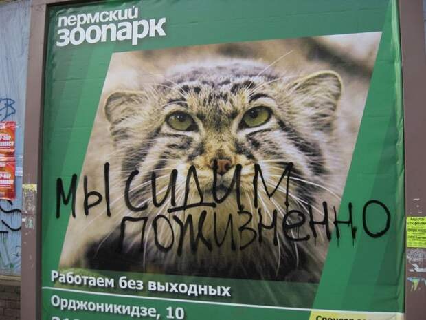 Прикольные объявления объявления, прикол, юмор