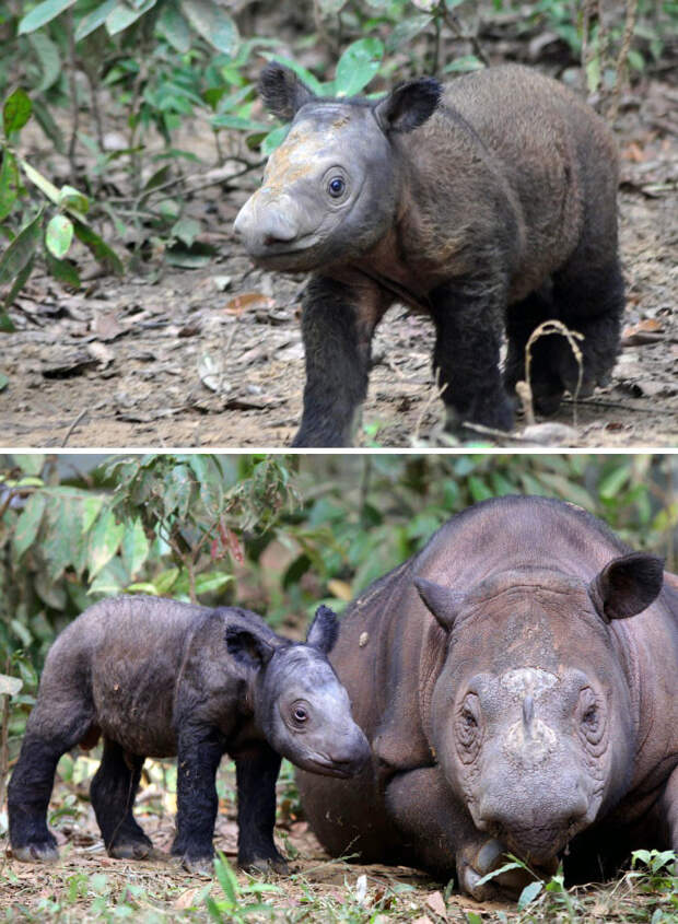 Суматранский носорог. животные, маленький, фото