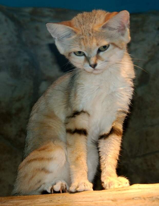 Барханная кошка (Felis margarita)