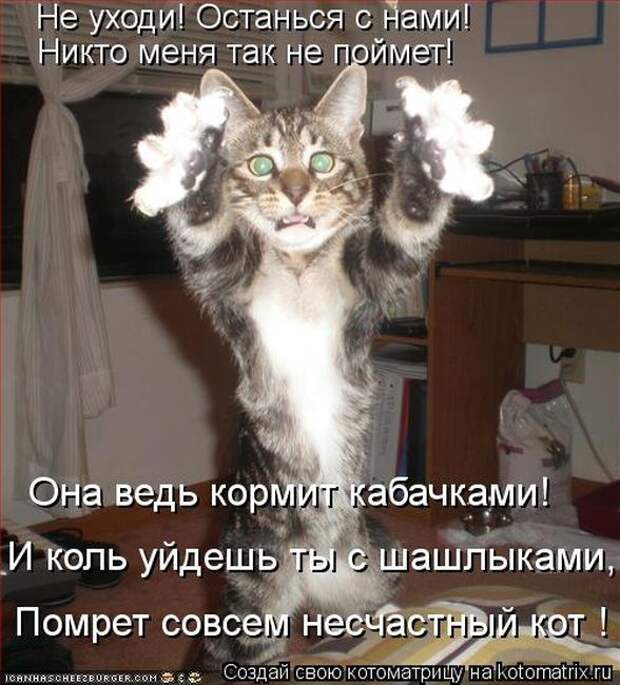 Котоматрицы(картинки с надписями)