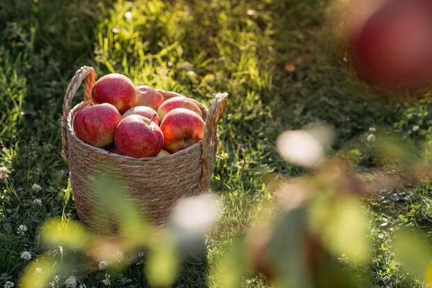 С Яблочным Спасом: красивые поздравления в стихах и в прозе