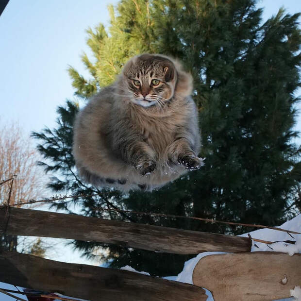 ip2EL6fAzLE (700x700, 424Kb)