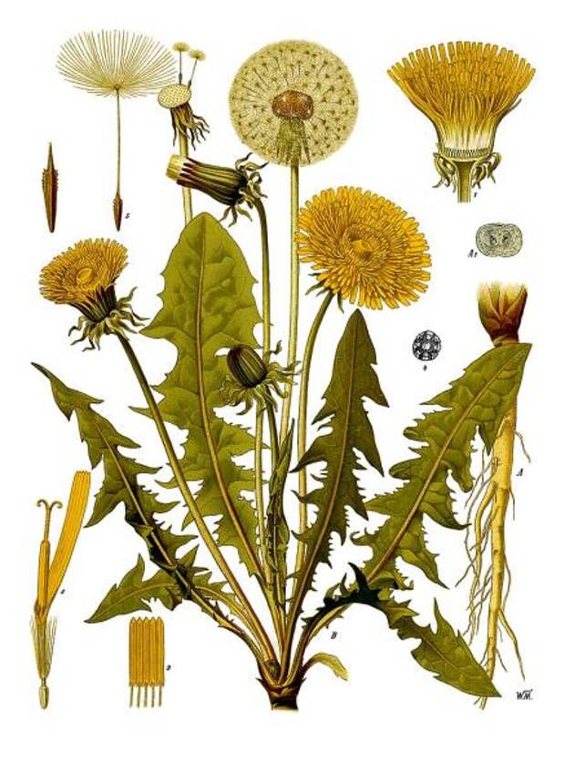 Одуванчик лекарственный. Ботаническая иллюстрация из книги Köhler’s Medizinal-Pflanzen, 1887 г.