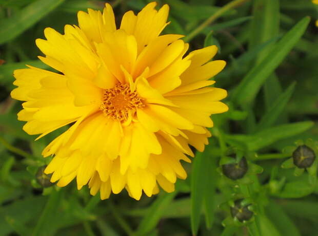 Кореопсис (Coreopsis)