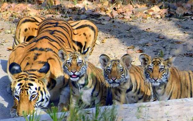 Индийский тигр: обитание, питание, размножение