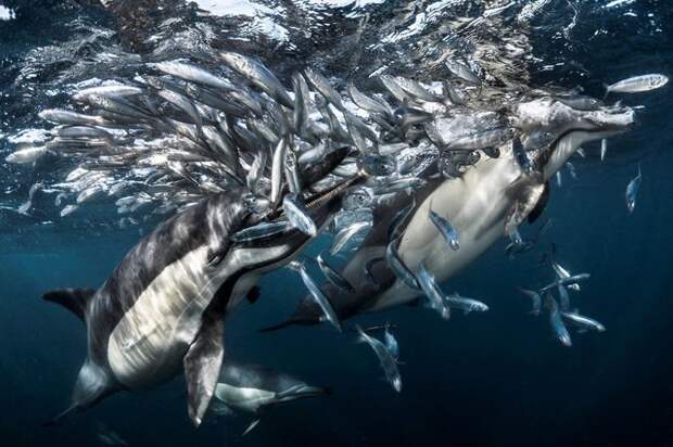 Грег Лекур (Greg Lecoeur) запечатлел, как дельфины охотятся на сардин в Индийском океане Underwater Photographer of the Year, животные, под водой, фото