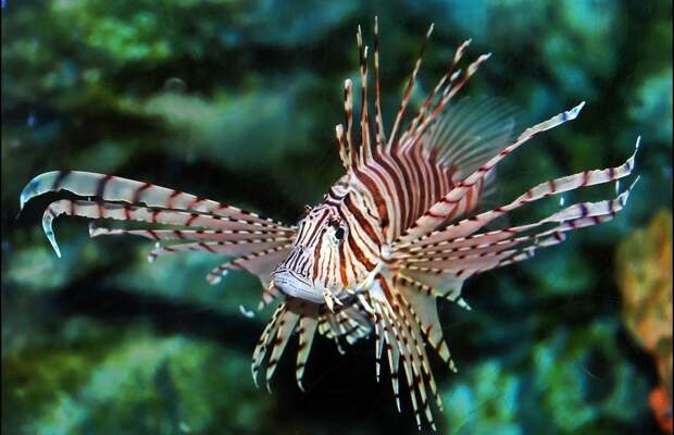 Lionfish