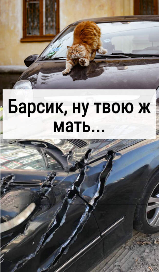 изображение: Барсик, ну твою ж мать... #Котоматрицы