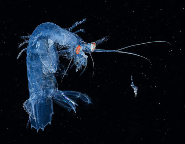 Личинки креветок. Автор: Со Ят Вай (So Yat Wai) Underwater Photographer of the Year, животные, под водой, фото