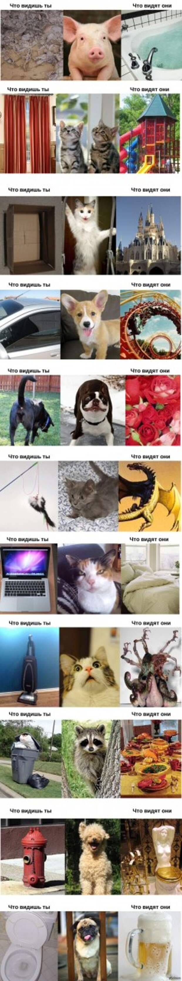 Как видят мир животные