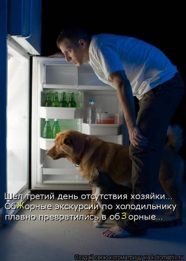 Лучшие котоматрицы недели (50 фото) Лучшие котоматрицы недели