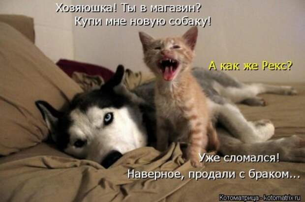 Новая котоматрица (44 шт)