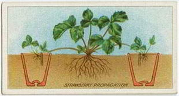 Как размножать клубнику: Органическая еда, натуральные продукты