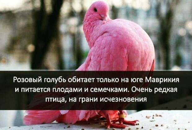 Ну надо же! Ах, какая красота. Но... Ну надо же! Ах, какая красота. Но... вранье, ложь, новости. разоблачение, соцсети, фейк