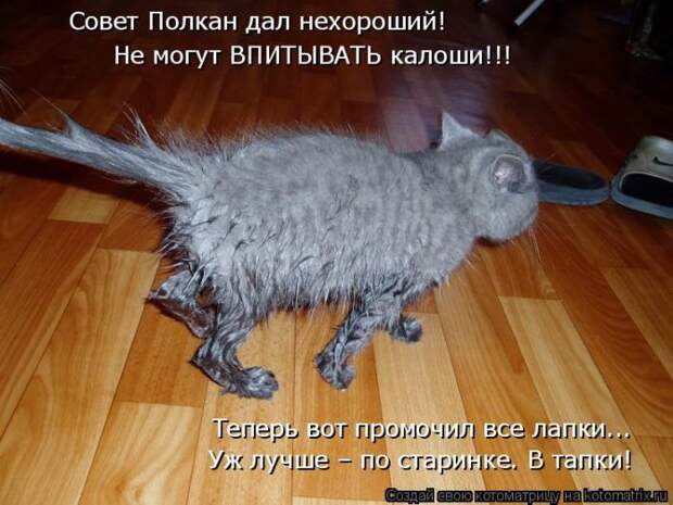 Лучшие котоматрицы недели (50 фото)