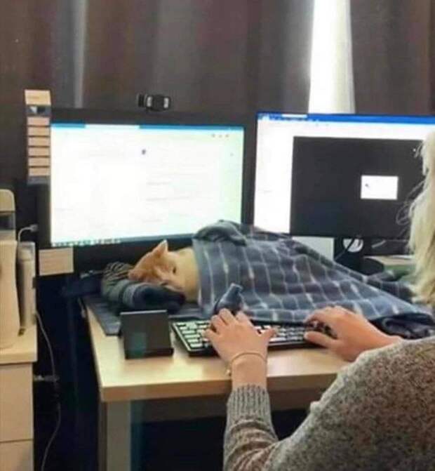Кот спит у монитора