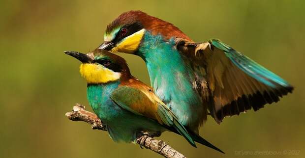 Золотистая щурка. Красивые фотографии красивой птицы.