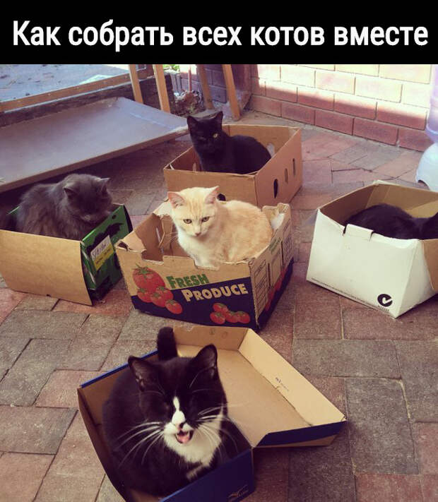 изображение: Как собрать всeх котов вмeстe #Котоматрицы