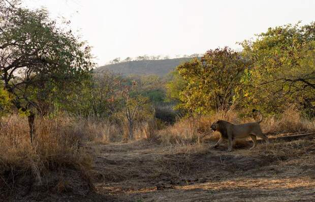 Где живут львы? Животные Африки: лев. Дикое животное лев