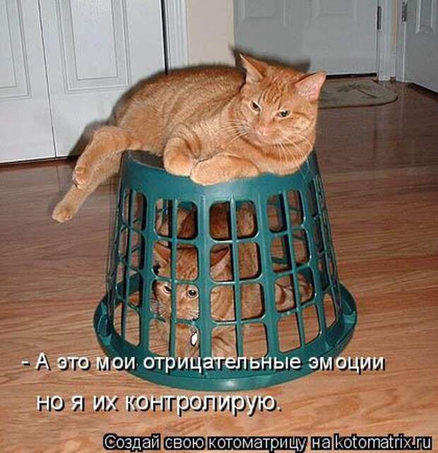 Лучшие котоматрицы недели (50 фото)