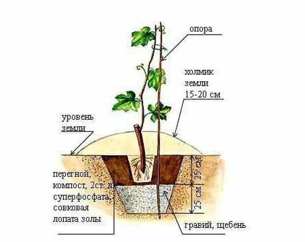 Как посадить виноград