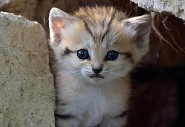 Песчаный кот (13 фото)