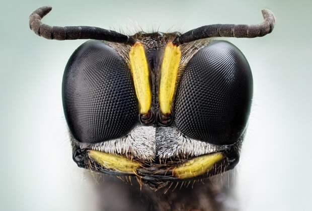 insects02 insects02 Портреты насекомых
