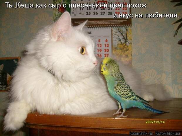 1474017303_kotomatricy-5