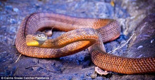 Змееловы вытаскивают десятки опасных змей из домов австралийцев после циклона австралия, змеи, опасность, стихийное бедствие, циклон