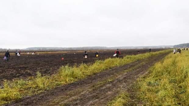 Около 100 тонн свеклы помогли собрать жители Серпухова