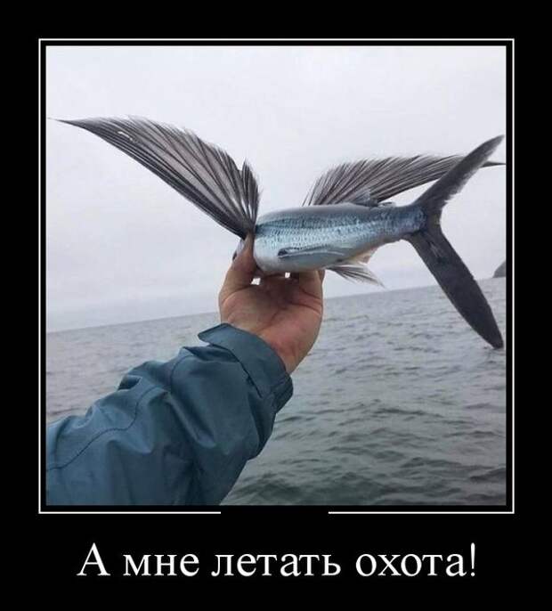 Демотиваторы (30 фото)