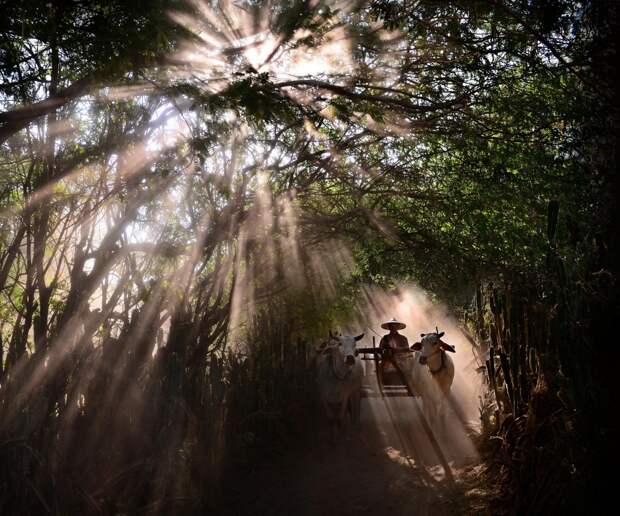 Фотография Slow life@Bagan автор Weerapong Chaipuck на 500px