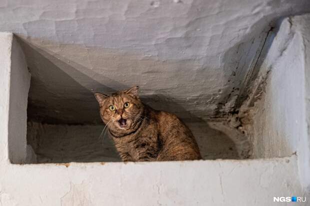«Моя цель — чтобы их не было на улицах»: новосибирский психолог купила дом и поселила там 108 кошек