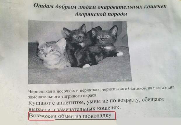 Самые теплые объявления и вывески (15 фото) Самые теплые объявления и вывески (15 фото)