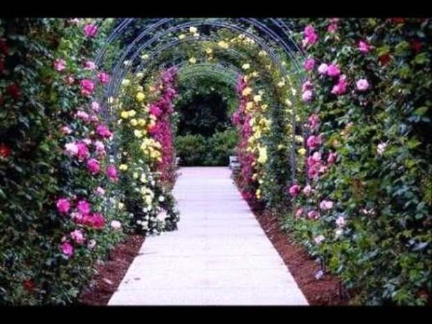 Красивая цветочная арка над дорожкой — станет изюминкой вашего сада.