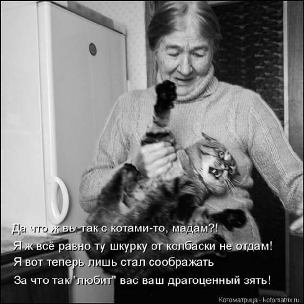 Котоматрица новая и прикольная (37 фото)