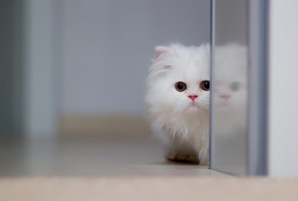 cats03 Фотограф и его коты